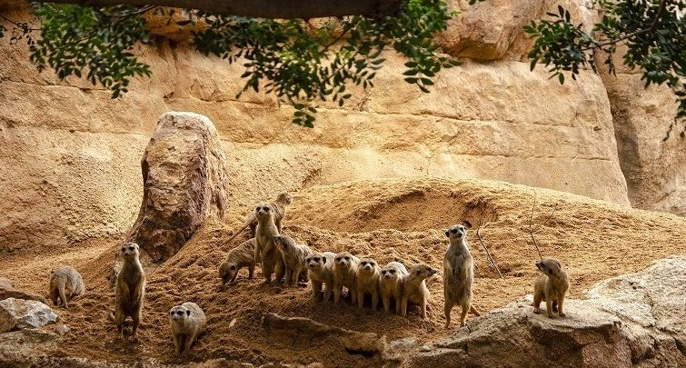 Suricatas en la sabana africana de Bioparc Valencia