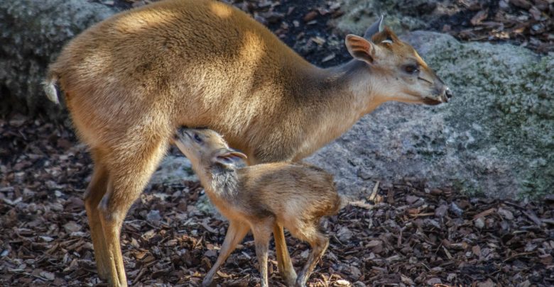 Nace un Duiker rojo en Bioparc