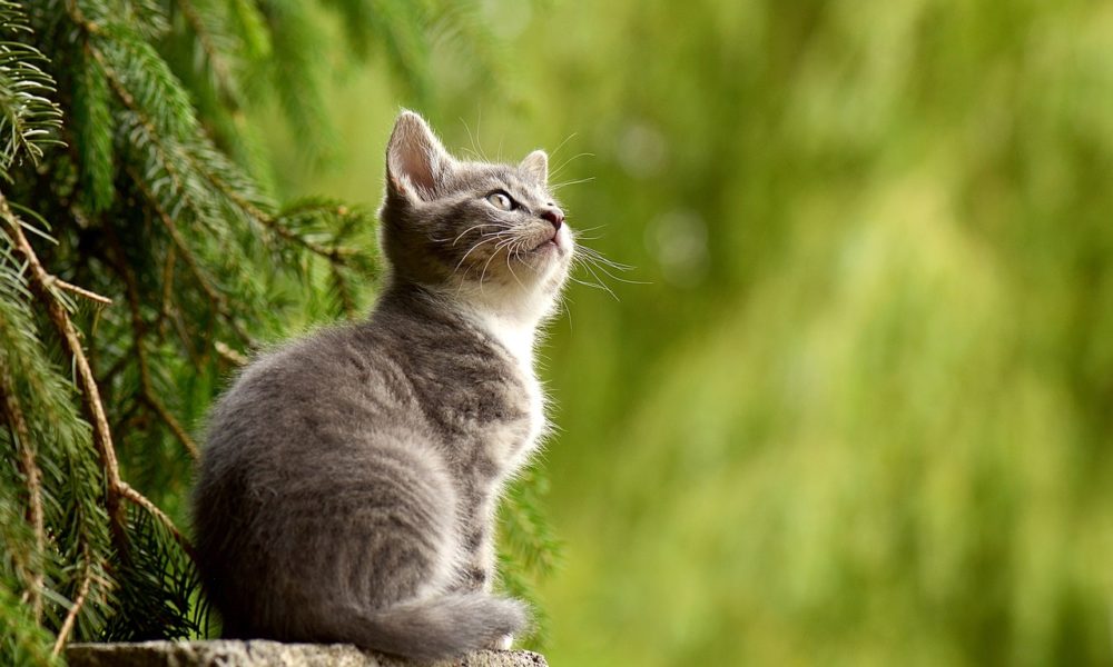 Cómo saber si tu gato está enfermo Estas son las señales de alarma