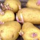 patatas con brotes