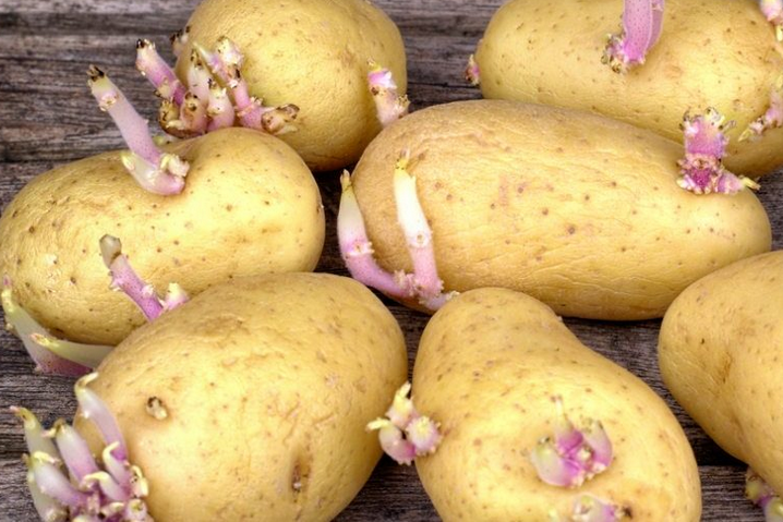 patatas con brotes