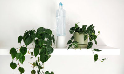 Plantas negativas feng shui