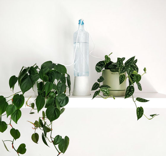 Plantas negativas feng shui