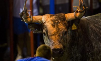 Nàquera suspende actos taurinos después de que 2 menores "embolaran" un toro