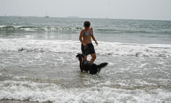 Playas para perros en Valencia