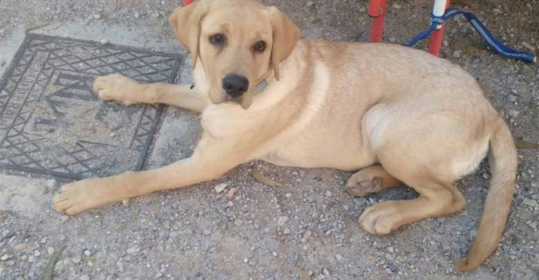 golpe de calor perro