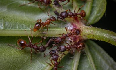 hormigas voladoras