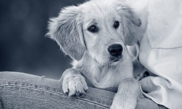 A finales de año se abrirá el primer cementerio público de animales de España