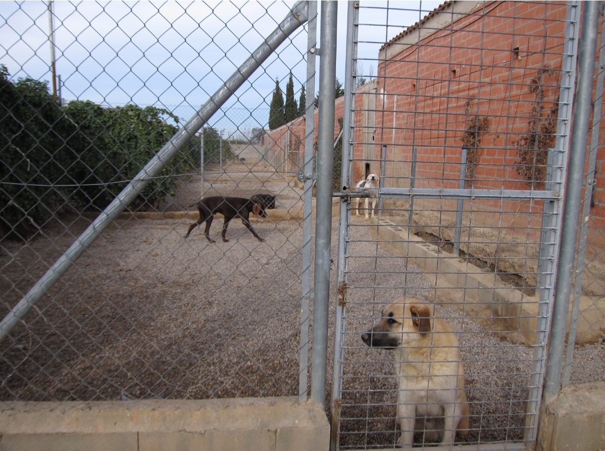 El 90% de los municipios de Valencia abandonan a los en perreras, según Pacma - OFFICIAL PRESS