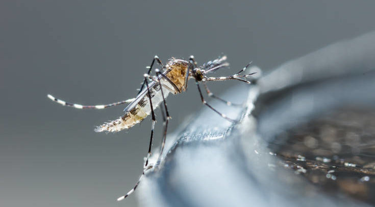 riesgo de enfermedades transmitidas por mosquitos