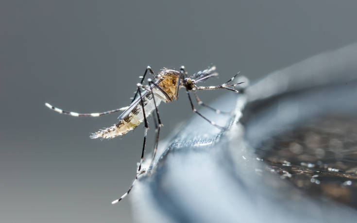 Alerta de Sanidad por mosquitos y garrapatas ante un verano complicado