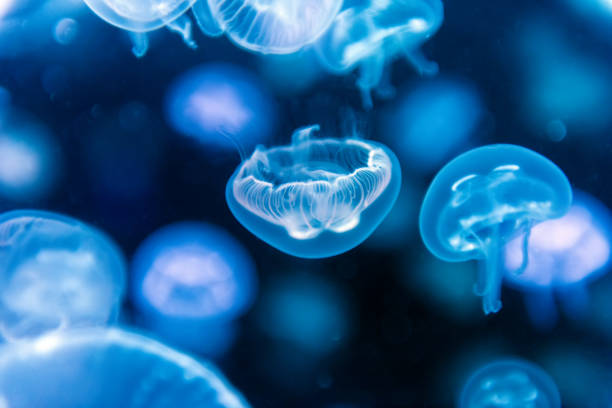 picaduras medusas