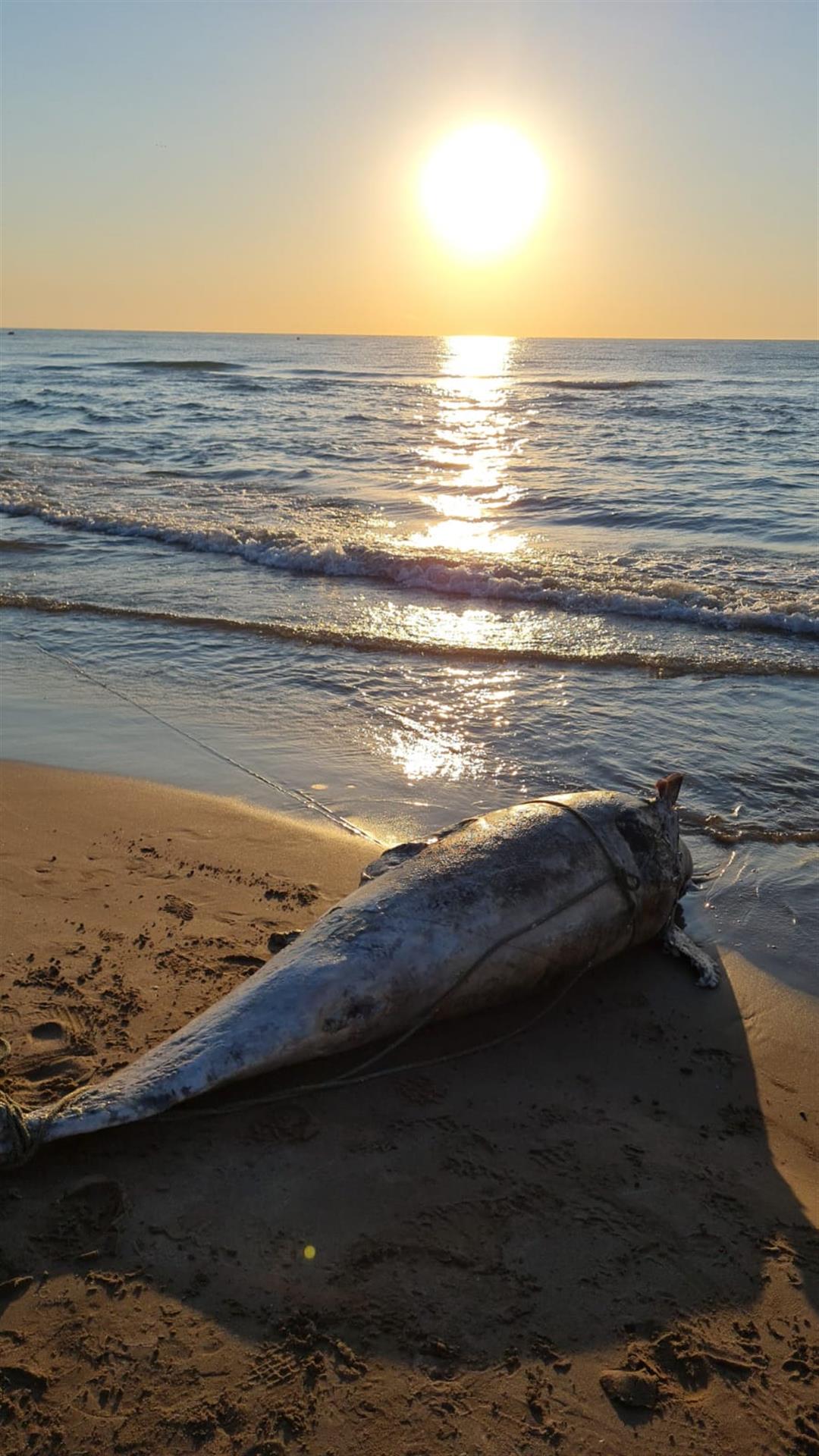 delfin muerto playa de La Patacona