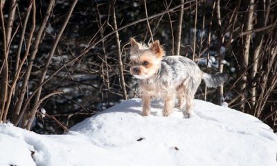 ¿Cuánto frío puede soportar mi perro?