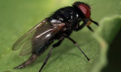 mosca negra