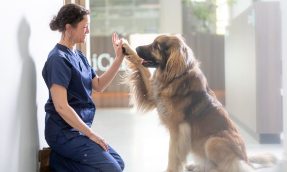 ansiedad perros por separacion