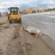 Aparece muerta una vaca en la orilla de una playa valenciana