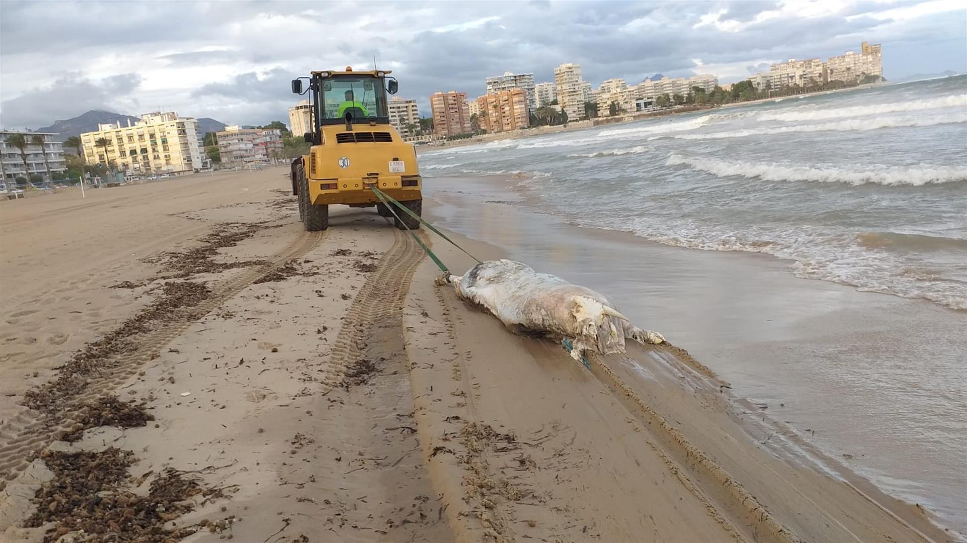 Aparece muerta una vaca en la orilla de una playa valenciana