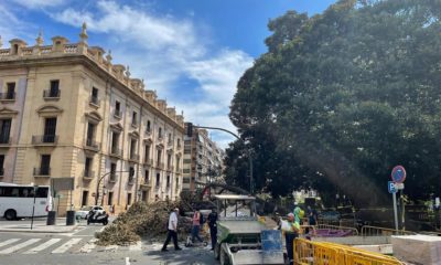 La caída de una rama de un ficus centenario en València deja 4 heridos leves