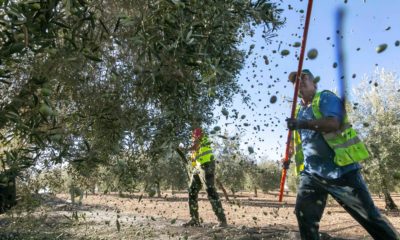 Las almazaras valencianas no paran de producir aceite para particulares