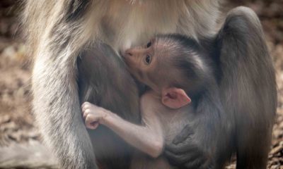 Nace a vista del público una cría de primate en el Bioparc de València