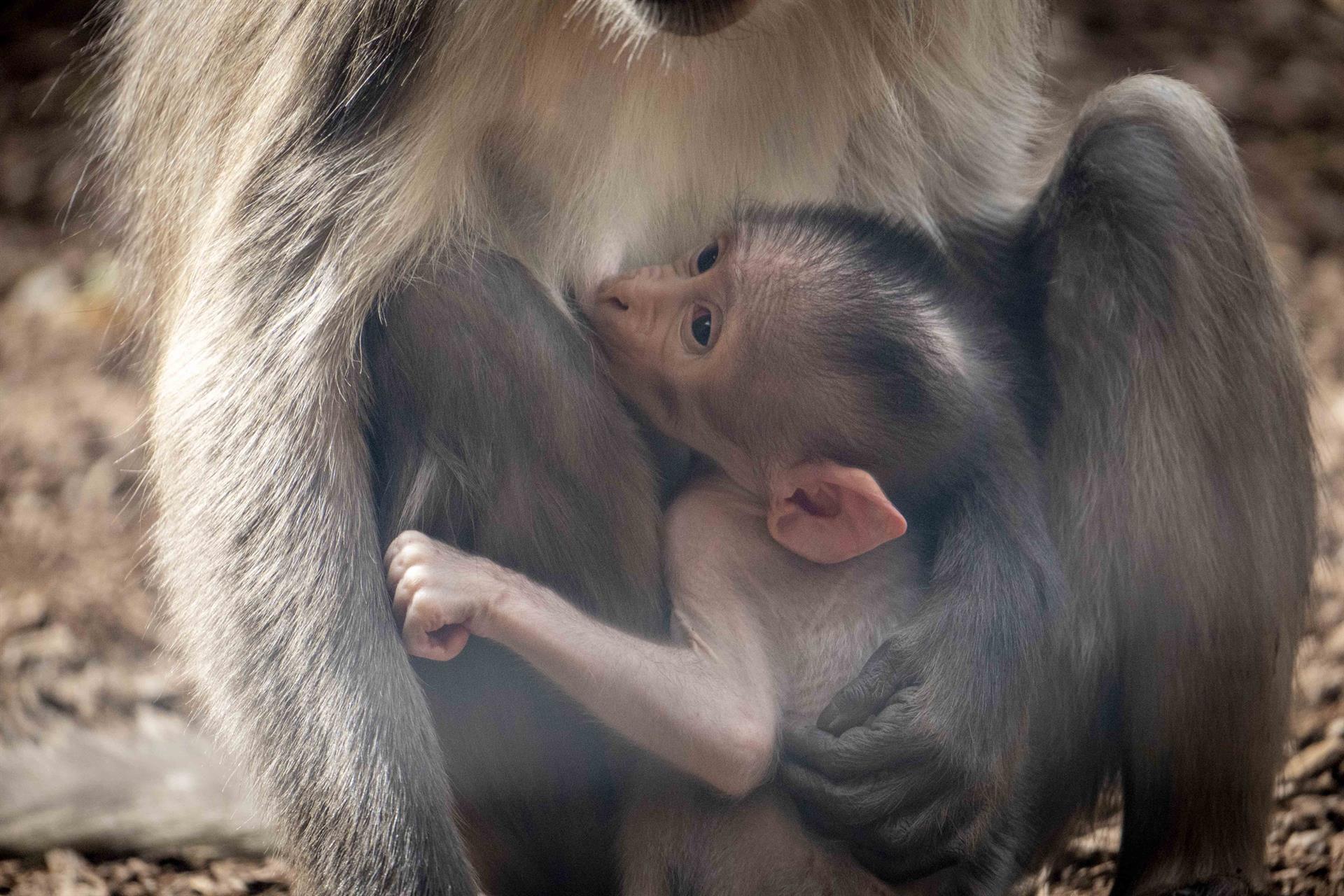 Nace a vista del público una cría de primate en el Bioparc de València