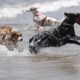 La OCU exige sancionar a quien no recoja los excrementos caninos en las playas