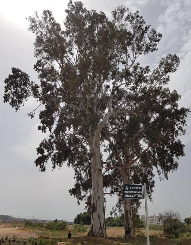 Este es el árbol más grande de Valencia