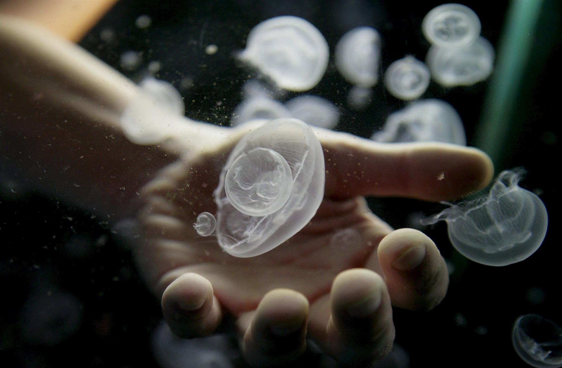 Alergólogos piden no infravalorar picaduras de medusa y registrarlas en "app"