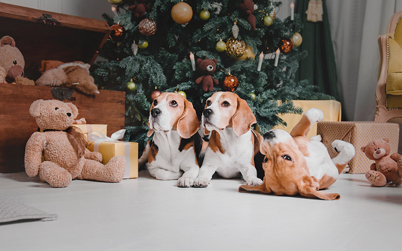 regalos Navidad mascotas