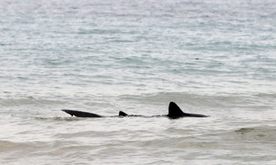 Muerte ataque tiburón salvar a su hija