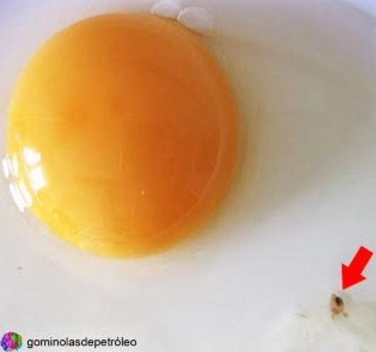 manchas marrones en los huevos