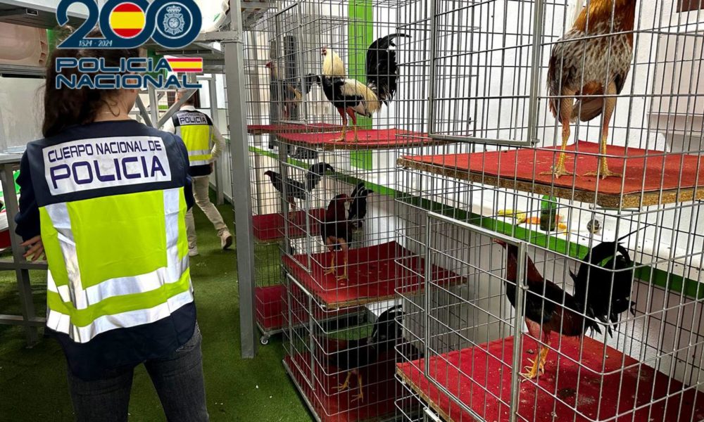 Peleas De Gallos En Aspe Amputaban A Los Animales