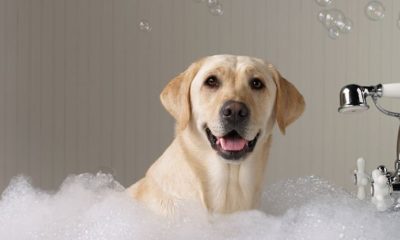 ¿Cada cuánto hay que bañar a un perro?