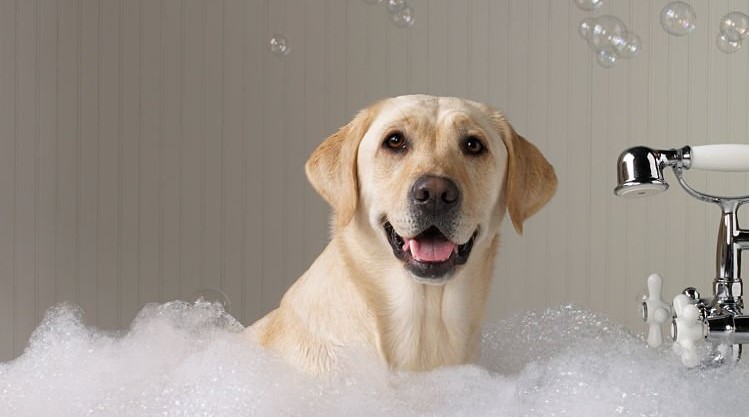 ¿Cada cuánto hay que bañar a un perro?