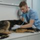 Ayudas gobierno veterinario gratis