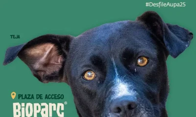 desfile perros abandonados Valencia