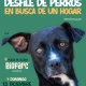 desfile perros abandonados Valencia