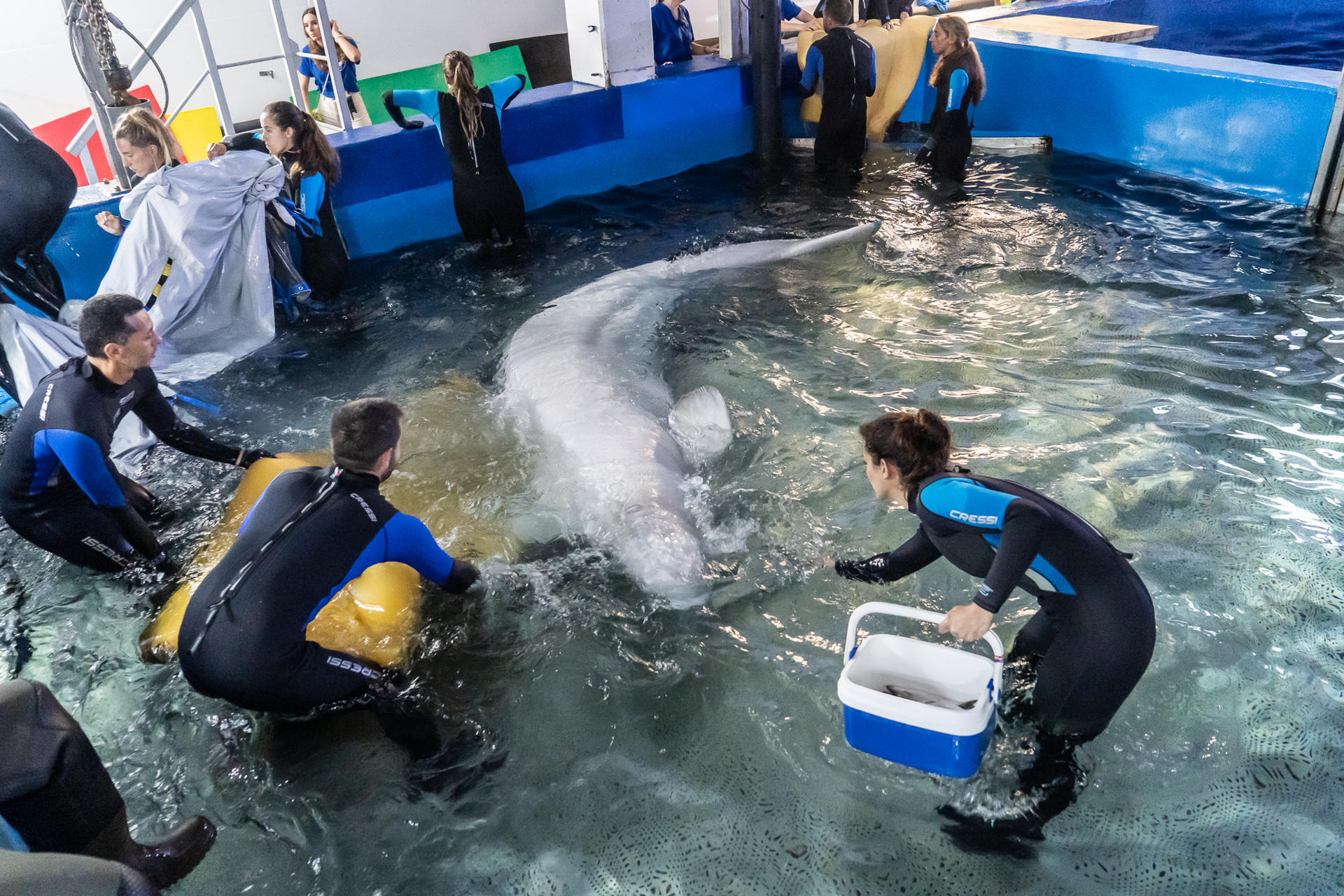 Belugas Ucrania Valencia