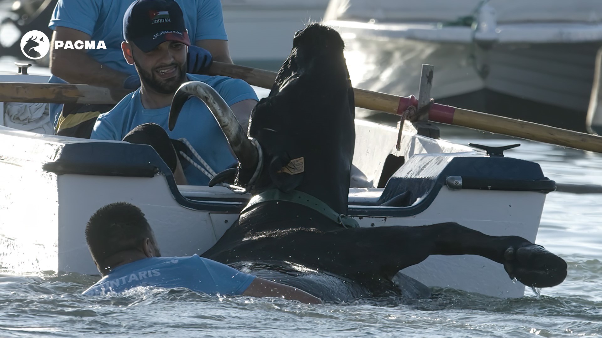 maltrato animal Bous a la Mar Denia