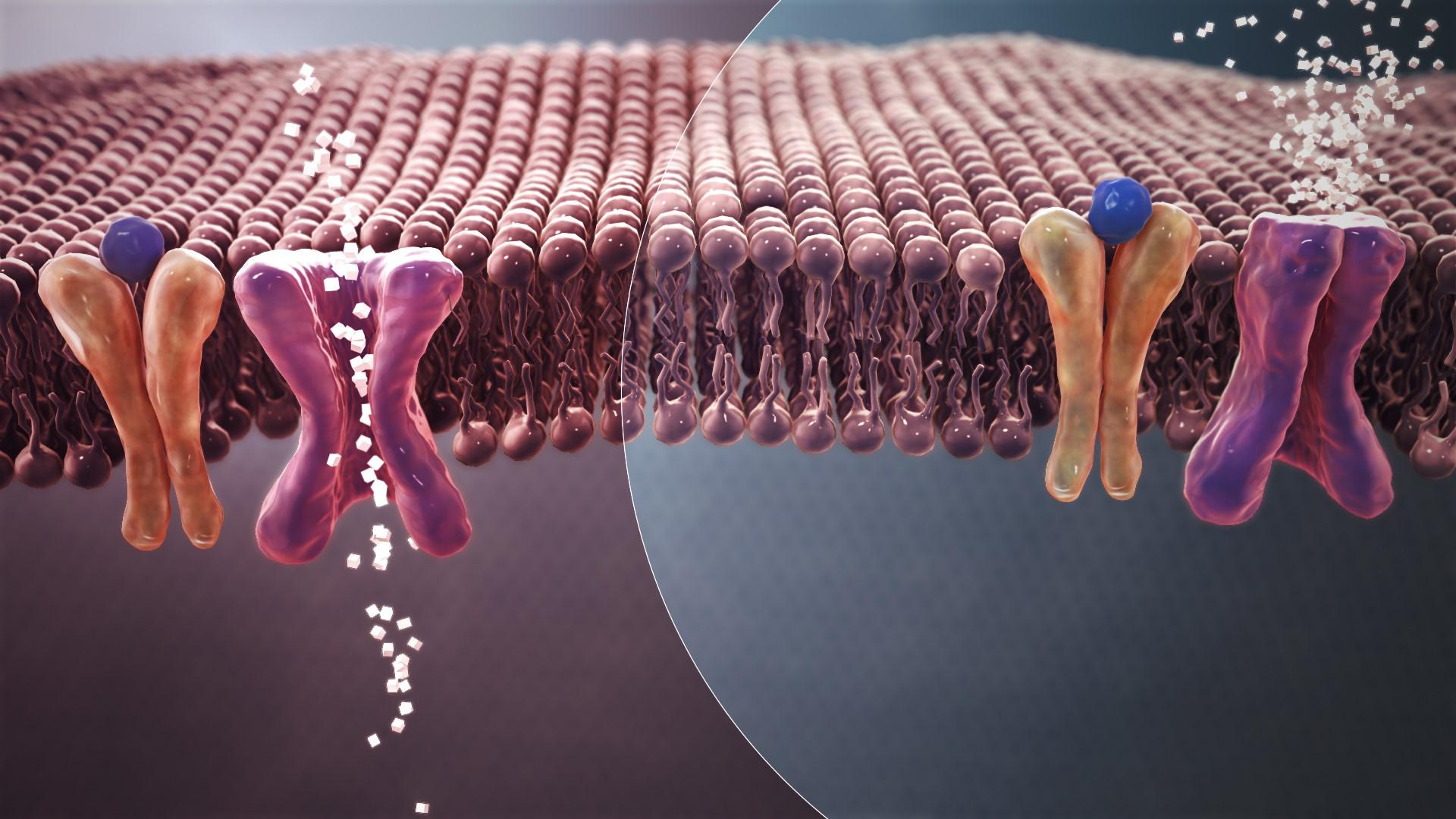 microbiota intestinal inactivan hormonas glucosa