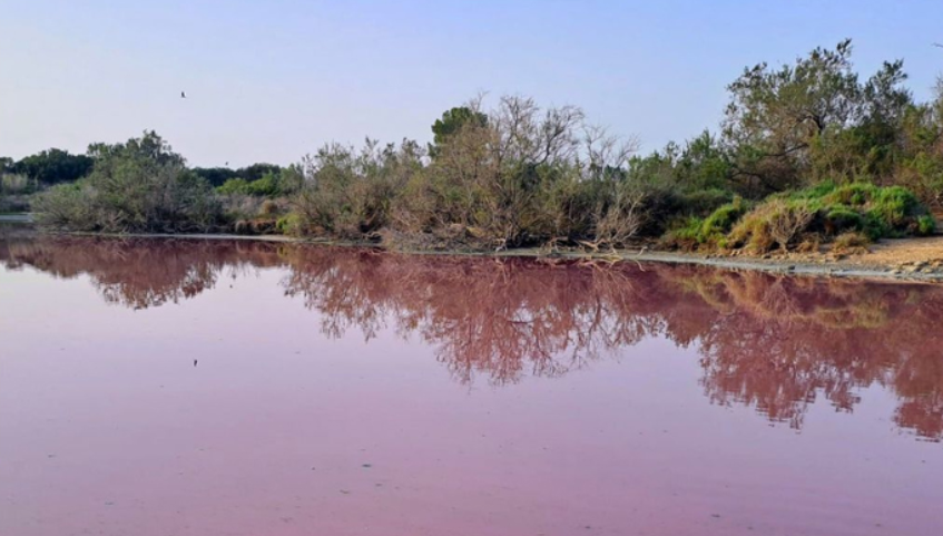 Albufera de Valencia agua color rosa