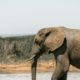 turista español muere aplastado elefante