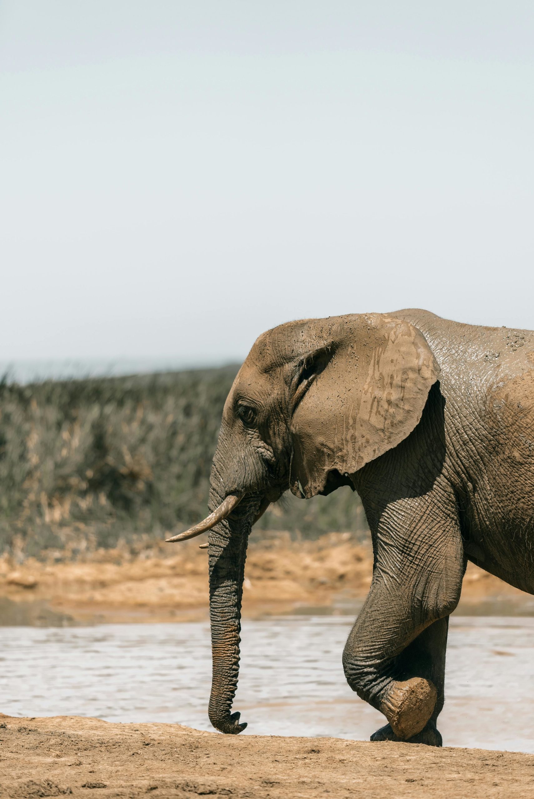 turista español muere aplastado elefante