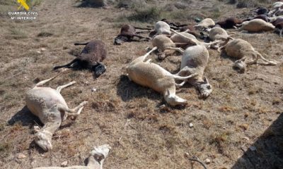 Mueren ovejas intoxicadas agua estancada Benifaió