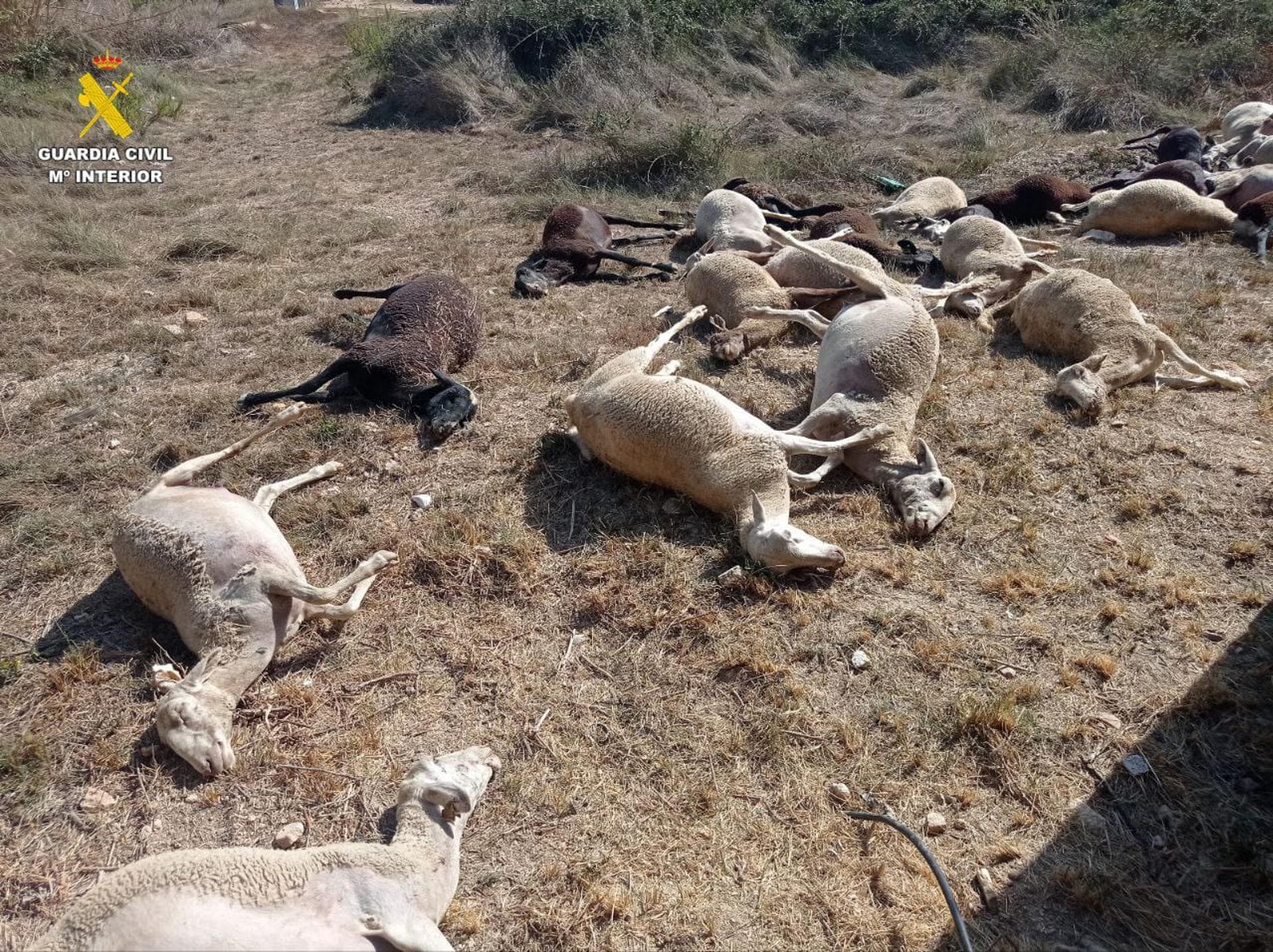 Mueren ovejas intoxicadas agua estancada Benifaió