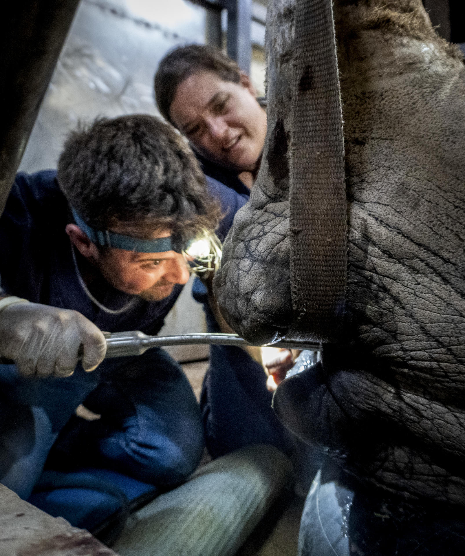 Intervención veterinarios rinoceronte dolor muelas