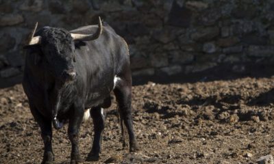 toro fugado Castellón 