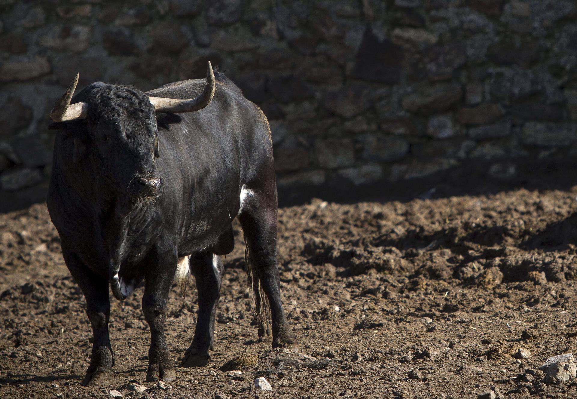 toro fugado Castellón 