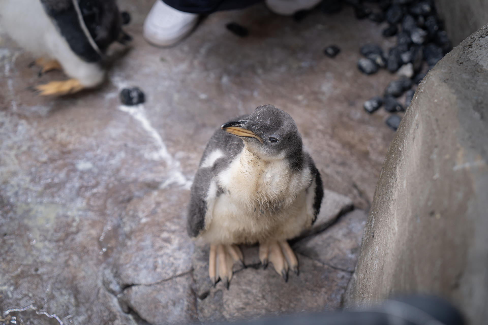 Oceanogràfic nuevas crías pingüino